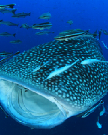 Oslob Whale Shark