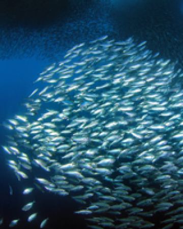 moalboal sardines run private tour