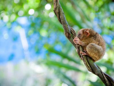 Bohol Tarsier from kkday