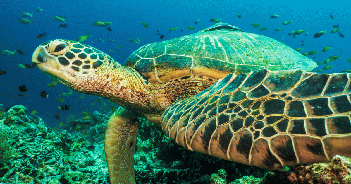 cebu bohol tour package